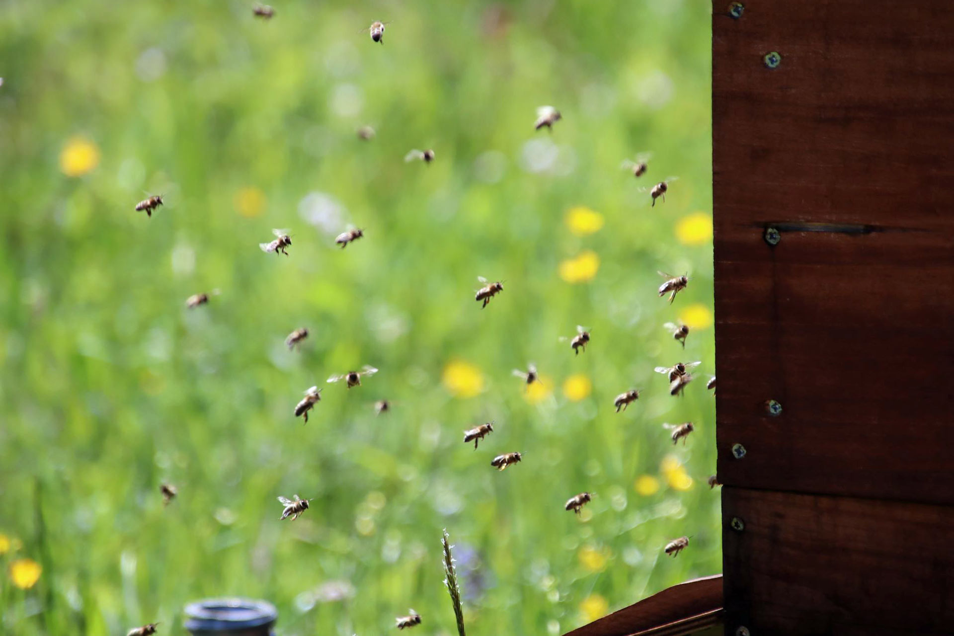 Gebirgsimkerei Kastner