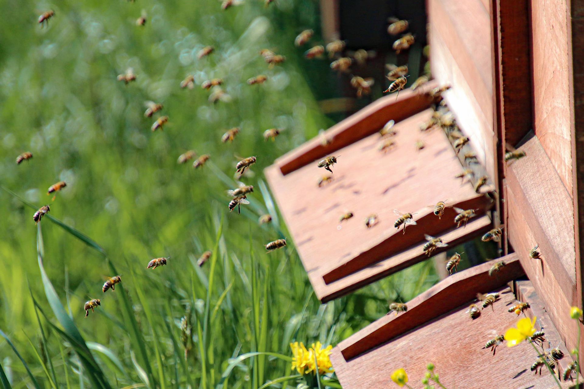 Gebirgsimkerei Kastner