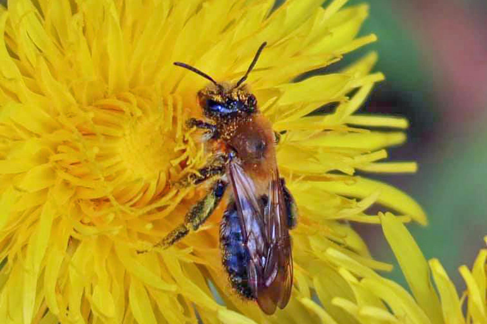 Gebirgsimkerei Kastner