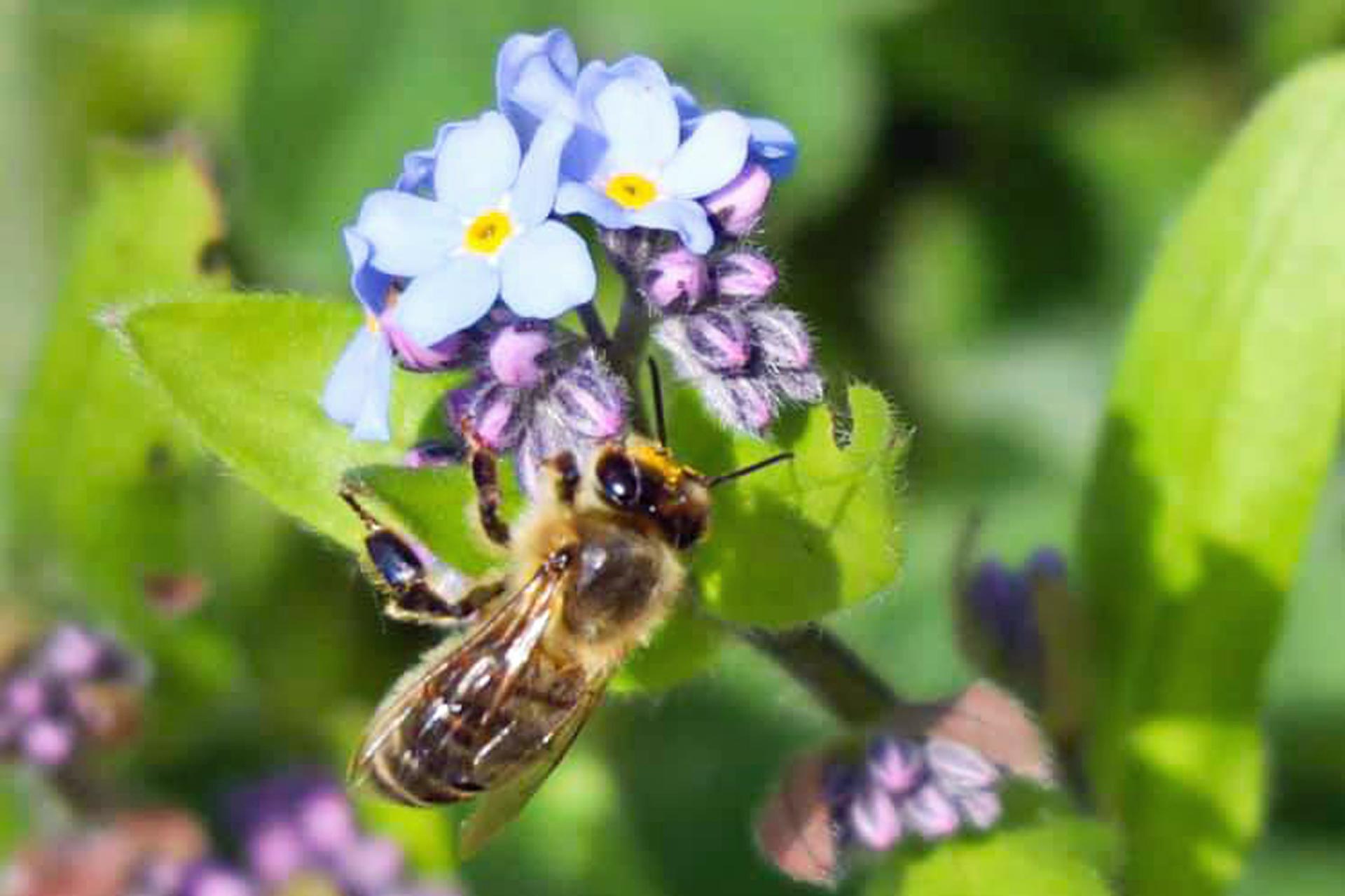 Gebirgsimkerei Kastner